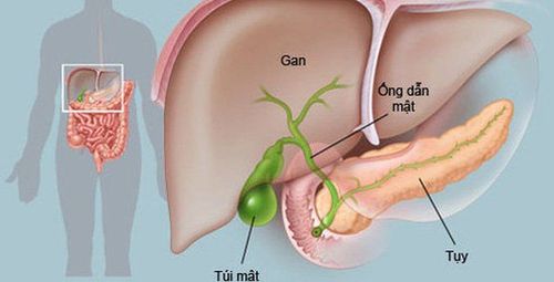 What is the function of bile?