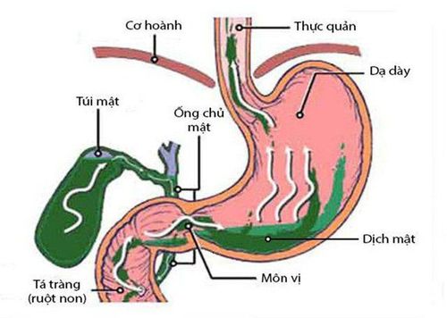 
Gallbladder location
