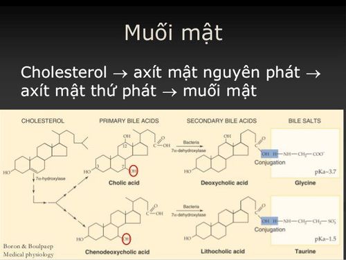 
Bile salts are components found in bile
