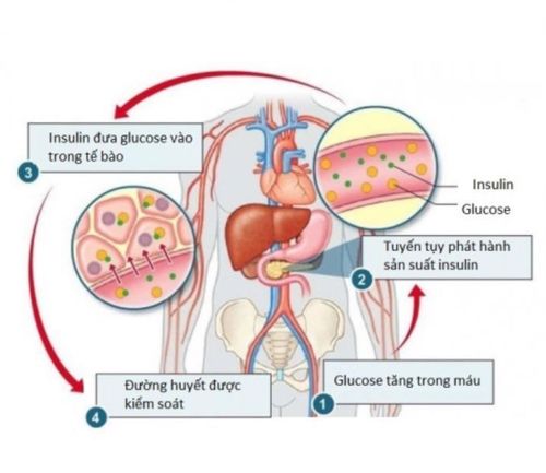 
Insulin được sản xuất từ tuyến tụy và di chuyển glucose từ máu vào các tế bào
