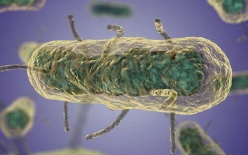 
Trực khuẩn Yersinia Pestis gây ra bệnh dịch hạch
