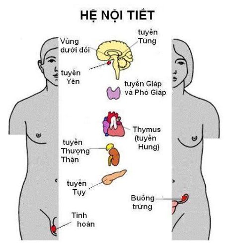 Endocrine system and glands of the human body