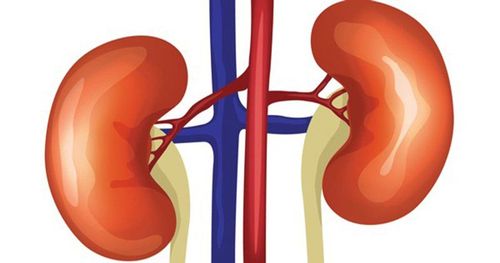 What disease does an enlarged kidney on ultrasound show?