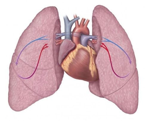 What is a lobe of the lung?