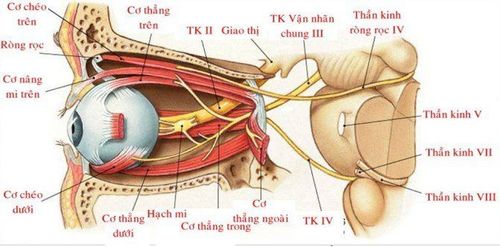 4. Phương Pháp Chẩn Đoán