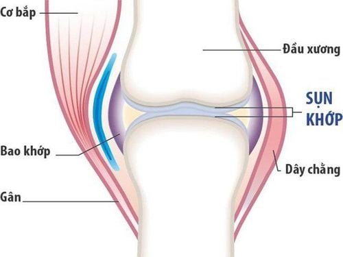 
Glucosamine có tác dụng phát triển và duy trì sụn khớp
