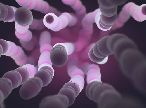 
Vi khuẩn Staphylococcus pneumoniae gây viêm nhiễm
