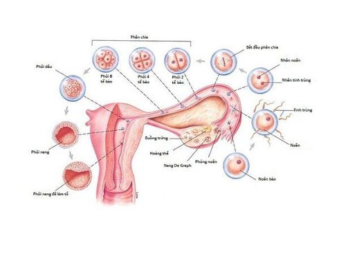 
Giai đoạn từ rụng trứng đến hình thành phôi thai
