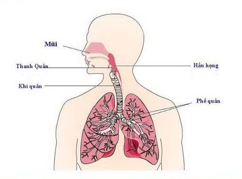 
Vị trí phế quản trong hệ hô hấp
