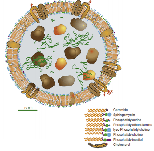 
Cấu trúc của một exosome có kích thước trung bình (đường kính khoảng 60 nm)
