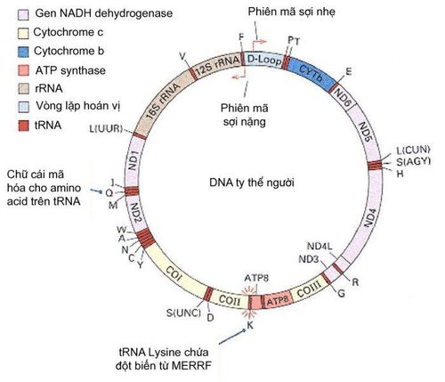 
Bản đồ gene của DNA ty thể
