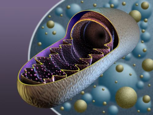 How mitochondrial disease and its incidence