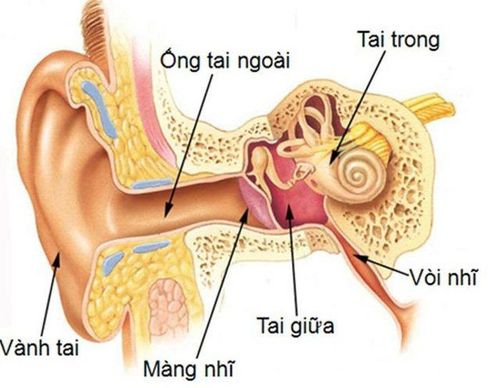 
Location of the external ear canal
