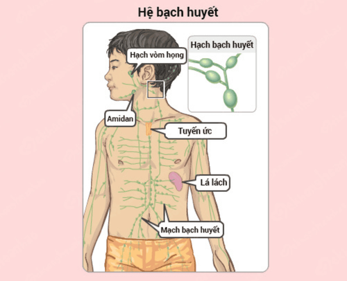 
Hệ thống hạch bạch huyết
