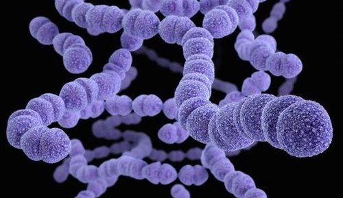 
Vắc-xin phế cầu phòng bệnh do Streptococcus pneumoniae gây ra
