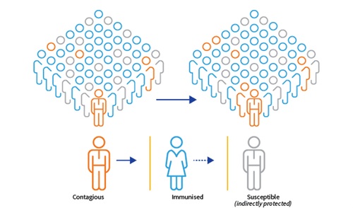 Miễn dịch cộng đồng và vai trò của vắc xin