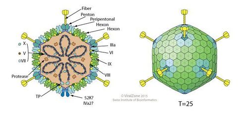 
Cấu trúc Virus Adenovirus
