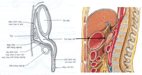 
Cấu trúc giải phẫu của phúc mạc
