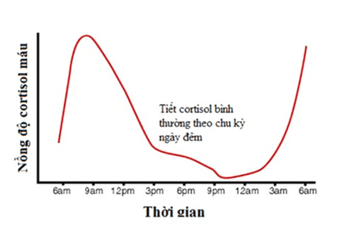 
Hormone Cortisol thường tăng cao khi người bệnh bị căng thẳng và stress
