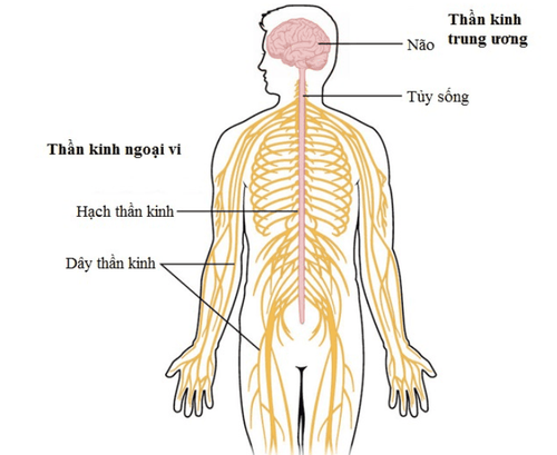 
Vị trí các dây thần kinh ngoại biên
