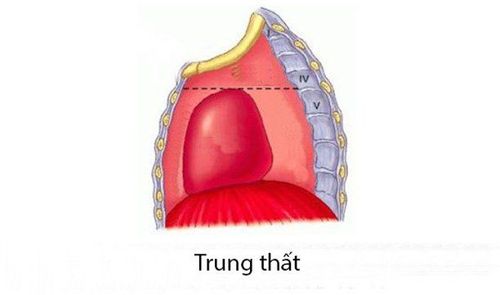  Cấu trúc chính của trung thất được chia làm 4 phần như hình ảnh 