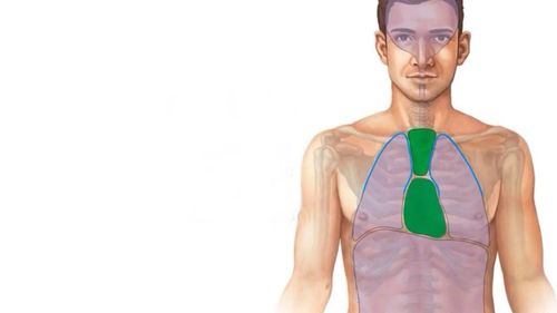 What is the mediastinum and where is it located?