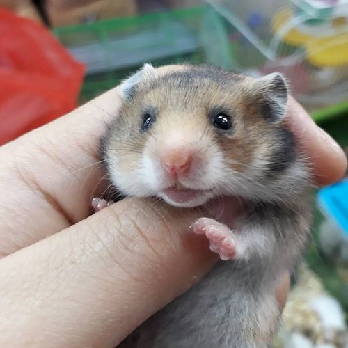 Bị chuột hamster bear cắn có chữa được không?