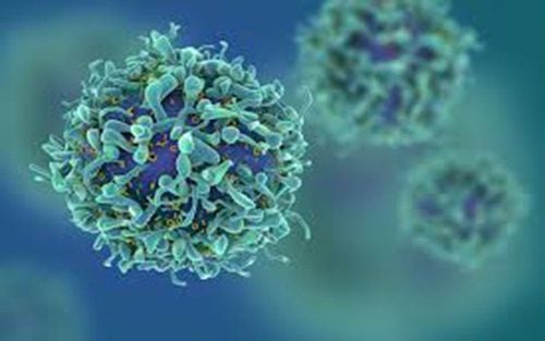 Tế bào T gây độc và cơ chế hoạt động trong hệ miễn dịch