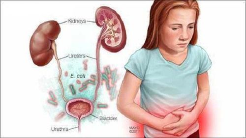 Pathophysiology of urinary tract infections