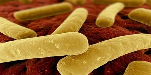 Nhiễm Clostridium Difficile gây ra bệnh đường ruột