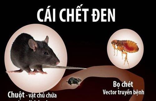 Khuyến cáo bệnh dịch hạch từ Bộ Y Tế