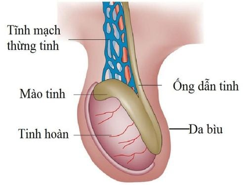 Trẻ bị nổi hạch tại bìu có nguy hiểm không?