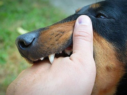 Ngón tay rướm máu sau khi chạm vào răng chó chết không rõ nguyên nhân có nguy cơ mắc bệnh dại không?