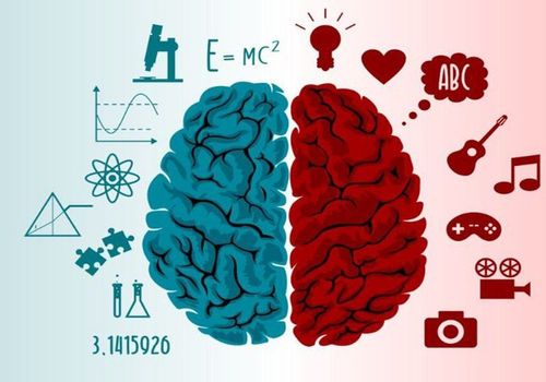 Functions of the left hemisphere of the brain