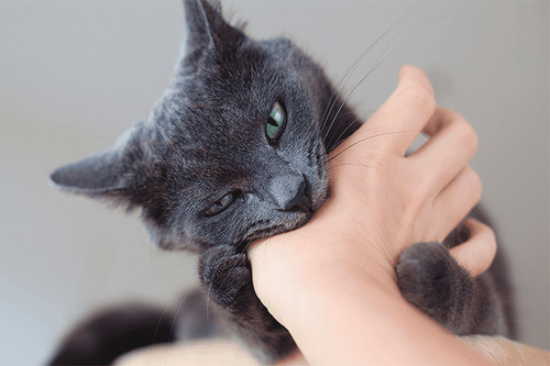 Mèo cắn vào tay không chảy máu có cần tiêm vắc-xin phòng dại không?