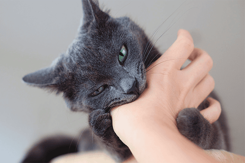 The wound caused by a cat bite is red, swollen and painful.