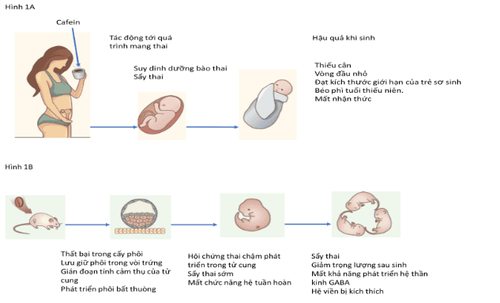 
Mẹ sử dụng cà phê ảnh hưởng đến kết quả mang thai và sinh con.
