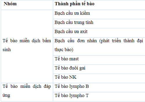 
Tế bào miễn dịch của cơ thể có rất nhiều loại
