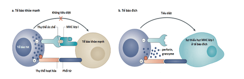 
Cơ chế nhận diện tế bào đích của tế bào NK
