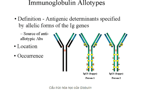 
Cấu trúc hóa học của Globulin
