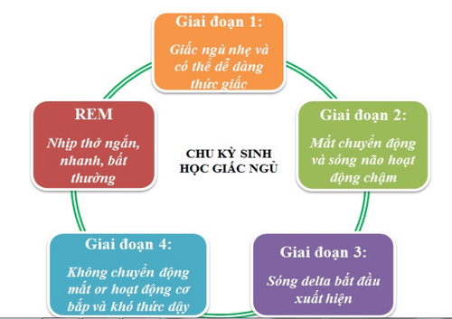 
Chu kỳ sinh học của giấc ngủ
