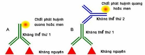 
Hình 4: Miễn dịch huỳnh quang và miễn dịch men, trực tiếp (A) và gián tiếp (B)
