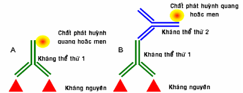 
Hình 4: Miễn dịch huỳnh quang và miễn dịch men, trực tiếp (A) và gián tiếp (B)
