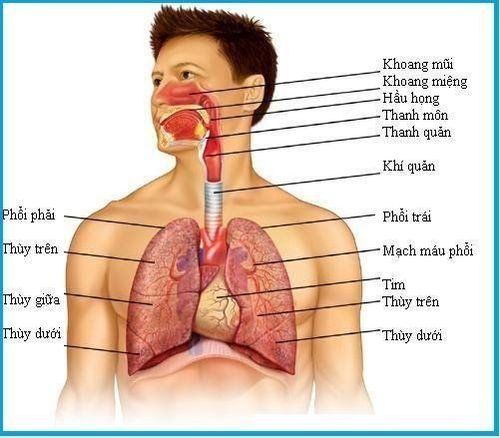 
Hít sặc chu phẫu chính là hiện tượng trào ngược dịch dạ dày vào đường thở trước, trong và sau phẫu thuật
