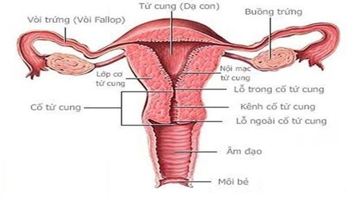 What is a white spot on the cervix?