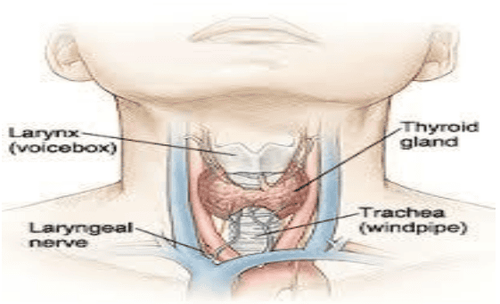 
Tuyến giáp tiết ra hormone giáp trạng
