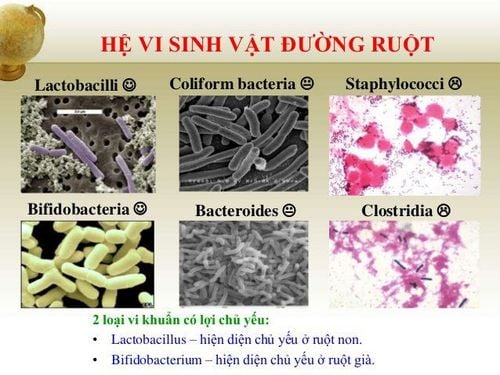 
Hệ vi sinh vật đường ruột
