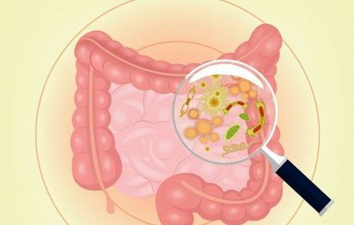 Gut bacteria regulate blood sugar: No need for heat!