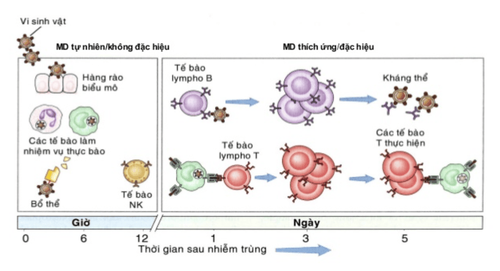 Nonspecificity Of The Humoral Immune Response