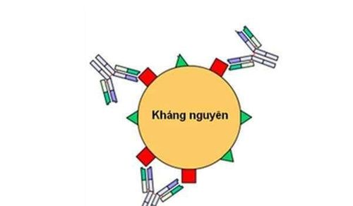 
CIE hiện nay chỉ sử dụng để phát hiện kháng nguyên
